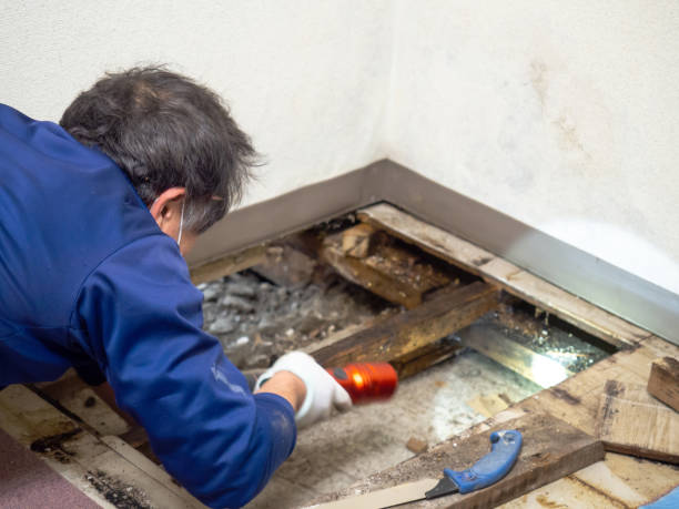 Best Mold Remediation  in Le Center, MN