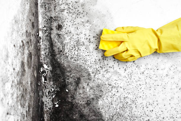 Best Local Mold Removal Service  in Le Center, MN