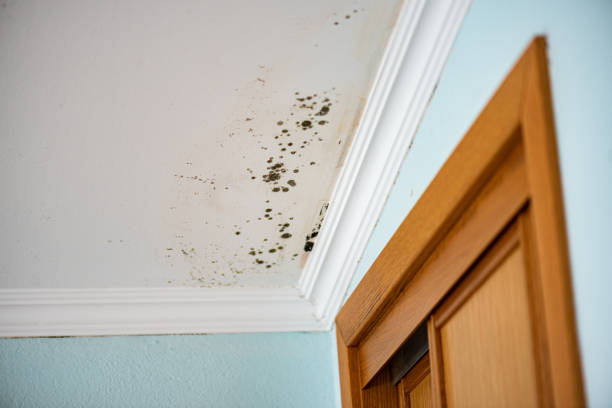 Best Emergency Mold Removal  in Le Center, MN
