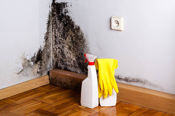 Best Office Mold Removal Services  in Le Center, MN