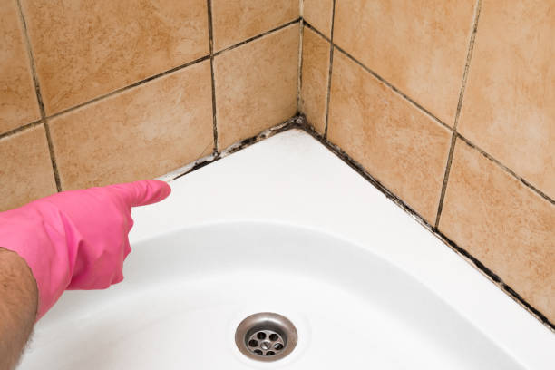 Best Affordable Mold Removal  in Le Center, MN